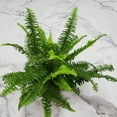 thumbnail image 4 of Tropical Plants of Florida 15" to 18" Green Kimberly Queen Fern Houseplant; Partial Sunlight, 4 of 4