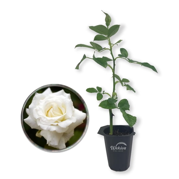 Pope John Paul II Rose Bush - Live Starter Plant in 2 Inch Pot - Beautifully Fragrant Heirloom Rose from Florida - A Versatile Beauty with a Rich Fragrance