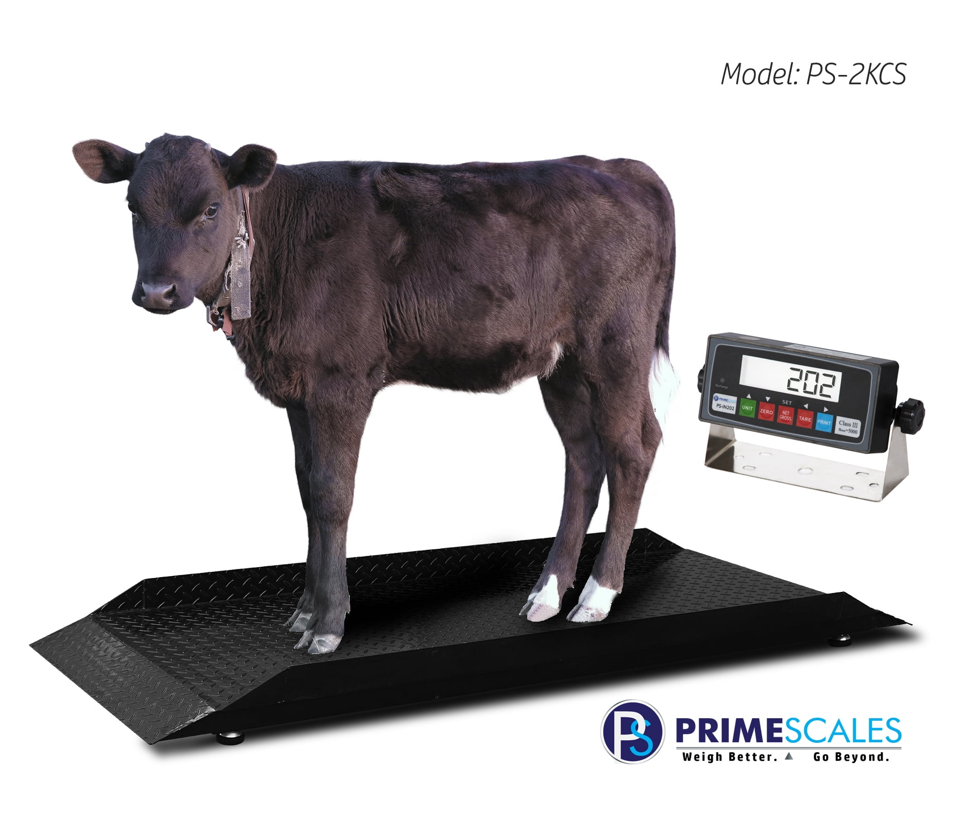 o scale cattle