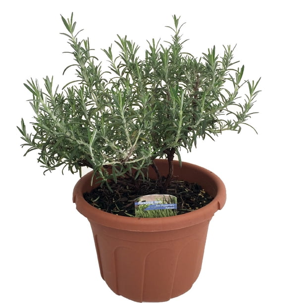 Arp Rosemary Plant Cold Hardy 8 Pot Walmart Com
