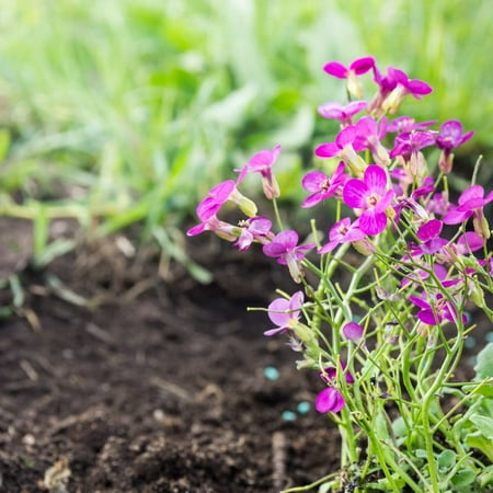 Ever Blooming Flower Garden Arabis Spring Charm Flower Seeds - 1000 Seeds - Violet Blooms Perennial Flower Garden Seeds - Arabis blepharophylla ()