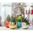 thumbnail image 2 of Magnetized Life Eclipse Planter with Live Plant - Turquoise-Live Trends, 2 of 4