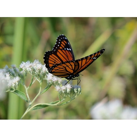 Monarch Life Cycle Poster LAMINATED POSTER Monarch Nature Butterfly Colorful Wildlife Insect Poster Print 24 x 36 ()