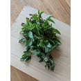 thumbnail image 3 of TomorrowSeeds - Anise Basil Seeds - 1500+ Count - For 2026 Planting Ocimum Basilicum Anethole, 3 of 9
