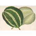 thumbnail image 2 of Charles Antoine Lemaire 18x14 Gold Ornate Wood Frame and Double Matted Museum Art Print Titled - Maranta Virginal (1854-1896), 2 of 4
