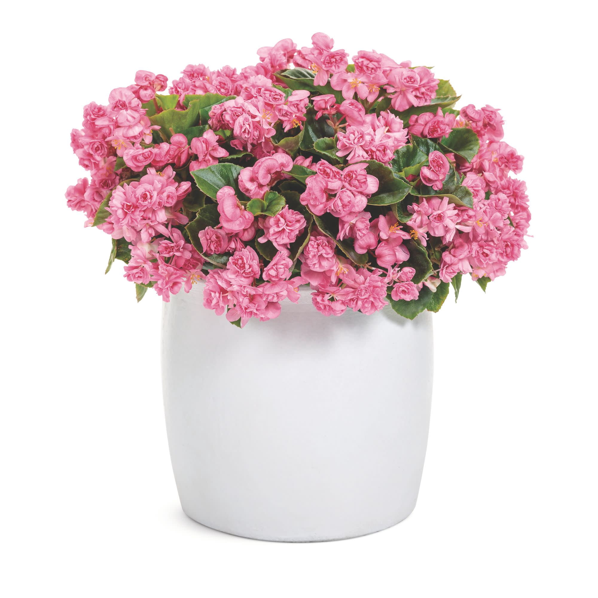 Proven Winners 4" Double Up Pink Begonia Live Plant in 4.25" Pot (4 Count)