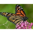 thumbnail image 6 of Small World Greetings Monarch Butterfly Note Cards 12 Count-Blank Inside with White Envelopes-A2 Size 5.5" x 4.25"-Summer Greeting Cards-Nature Stationery-Birthday, Thank You, and Much More, 6 of 8