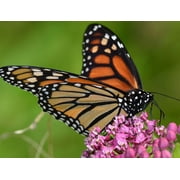Small World Greetings Monarch Butterfly Note Cards 12 Count-Blank Inside with White Envelopes-A2 Size 5.5 x 4.25-Summer Greeting Cards-Nature Stationery-Birthday, Thank You, and Much More