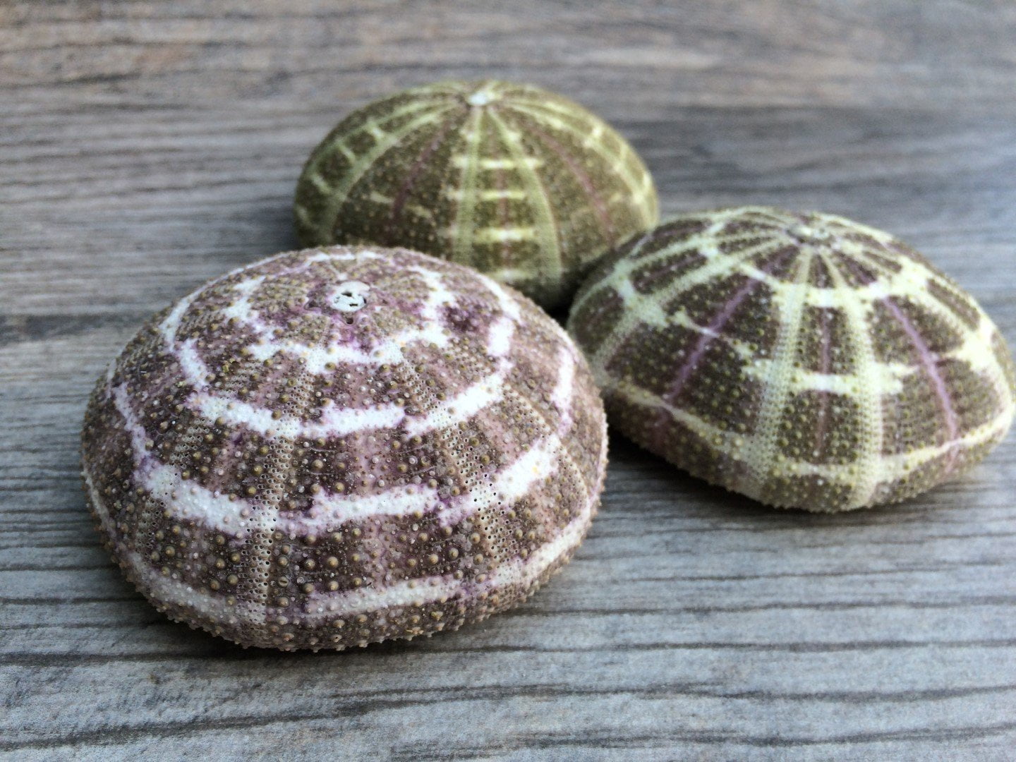 Alfonso Sea Urchins 3 Alphonse Urchin Shells 2 1/2" to 3" Nautical Crush Trading TM