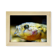 thumbnail image 1 of Marine Organism Small Tropical Fish Desktop Photo Frame Picture Art Decoration Painting 6x8 inch, 1 of 3