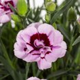 thumbnail image 2 of Better Homes & Gardens 2QT Multicolor Dianthus Pretty Poppers Kiss and Tell Live Perennial Plant Sun, 2 of 7