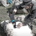 thumbnail image 2 of Sheep Clipper Wool Beautiful Appearance Heep Shears Clipper Livestock Farm Accessories For Sheep Clipper  Wool Farmer Most  Sheep EU Plug 220V, 2 of 8