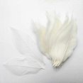 thumbnail image 5 of 200 Pieces Natural Magnolia Skeleton Leaf Scrapbooking White, 5 of 5