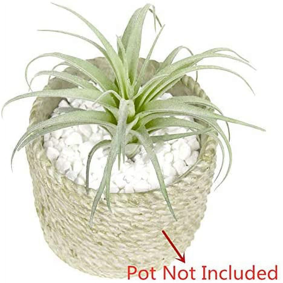 KMOATIM Fake Artificial Tillandsia Air Plants 4pcs,Faux Bromeliads for  Indoor Outdoor Garden Home Decor, Small Realistic Stems for