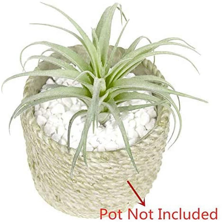 air plant holder hanging Air Plant Hanging Drop Vase 14