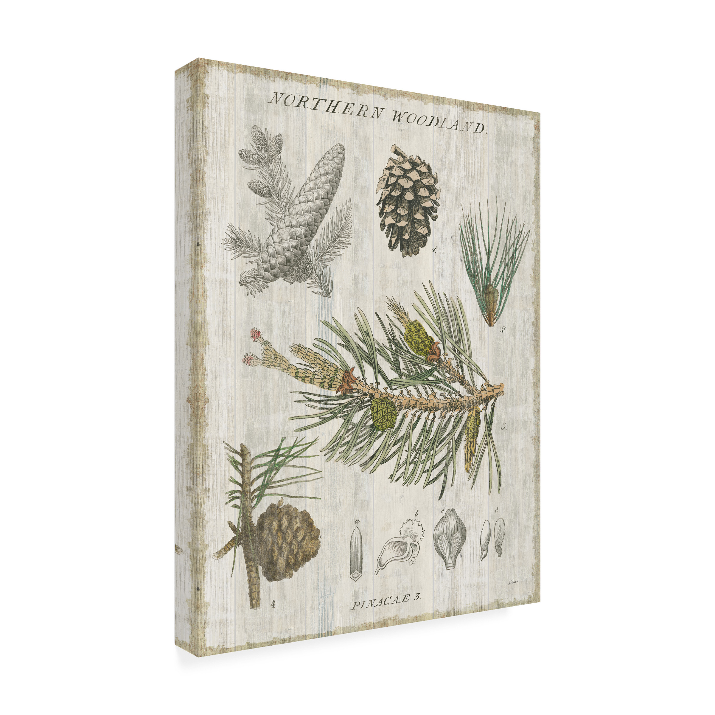 Trademark Fine Art 'Woodland Chart III' Canvas Art by Sue Schlabach