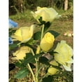 thumbnail image 4 of [Upgraded 5 Flowers] Solar Lights Outdoor Garden Decor Rose Stake Lights, Waterproof Realistic Artificial Flowers for Outdoor Flower Bed Patio Yard Pathway Memorial Cemetery Grave Decorations, Yellow, 4 of 8