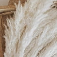 thumbnail image 4 of White Pampas Grass - 10 Pampas Stems of Fluffy Pampas Grass for Wedding, Home, and Event Decor - Dr, 4 of 5