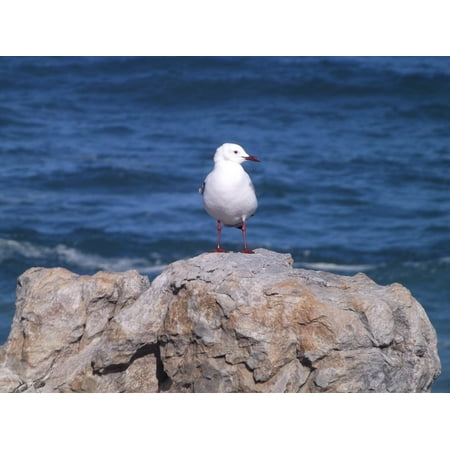 - LAMINATED POSTER White Seagull Nature Bird Gull Rock Ocean Poster 24x16 Adhesive Decal
