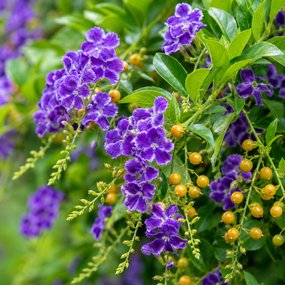 Set 2 Blue Duranta Live Plants 4-6 Inches Tall, Ornamental Flowering Shrub for Garden, Patio, and Landscape Planting