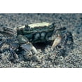 thumbnail image 2 of Fitzharris, Tim 14x11 Black Ornate Wood Framed with Double Matting Museum Art Print Titled - Sand crab, 2 of 4