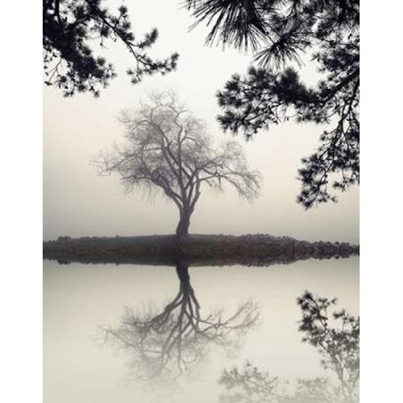 Winter Willow Canvas Art - Nicholas Bell (22 x 28)