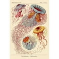 thumbnail image 3 of Haeckel, Ernst 17x24 Black Modern Framed Museum Art Print Titled - Haeckel Nature Illustrations: Jelly Fish, 3 of 5