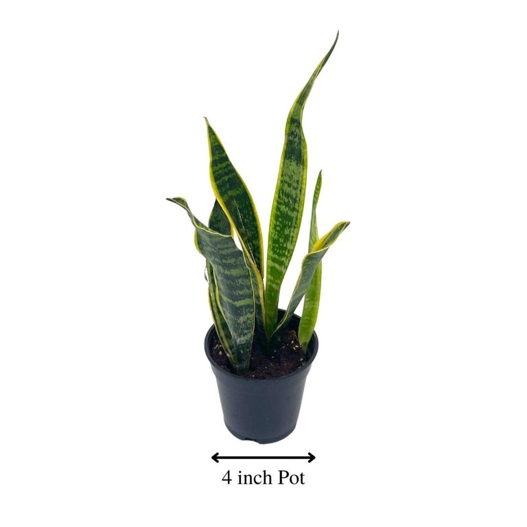 succulent planter gifts 12" Wooden Planter with Colorful Succulents + Funny Mist Spray Bottle