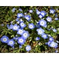 thumbnail image 2 of TomorrowSeeds - Baby Blue Eyes Seeds - 6000+ Count - For 2026 Planting Nemophila Menziesii Sky Blue, 2 of 9