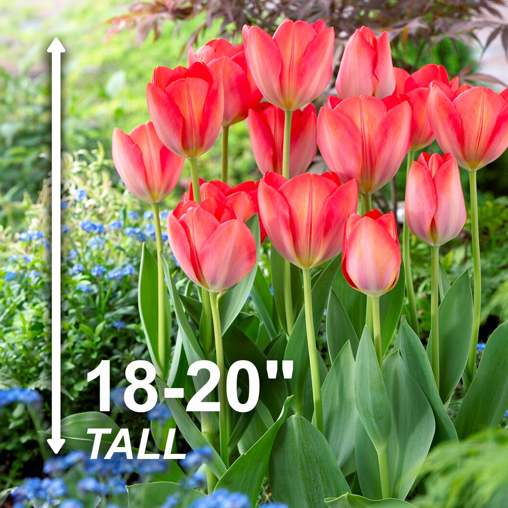Garden State Bulb Darwin Hybrid Orange Van Eijk Tulip Flower Bulbs, 12/+ cm (Bag of 25)