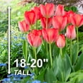 thumbnail image 4 of Garden State Bulb Darwin Hybrid Orange Van Eijk Tulip Flower Bulbs, 12/+ cm (Bag of 100), 4 of 8