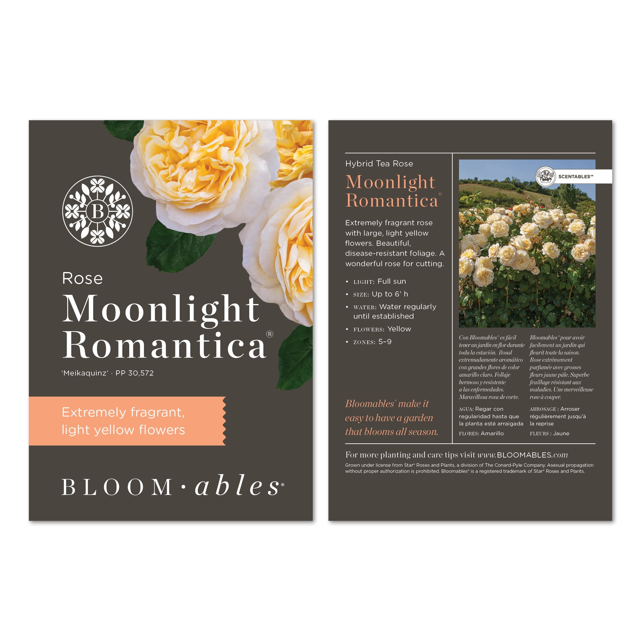 Scentables™ Live Bareroot Romantica® Moonlight Hybrid Tea Rose with Full Sunlight - 2 Piece