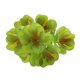 thumbnail image 4 of Plantas Suculentas Artificiales Similares A Las Plantas Agave Echeveria Titanota Lotus 2, 4 of 9