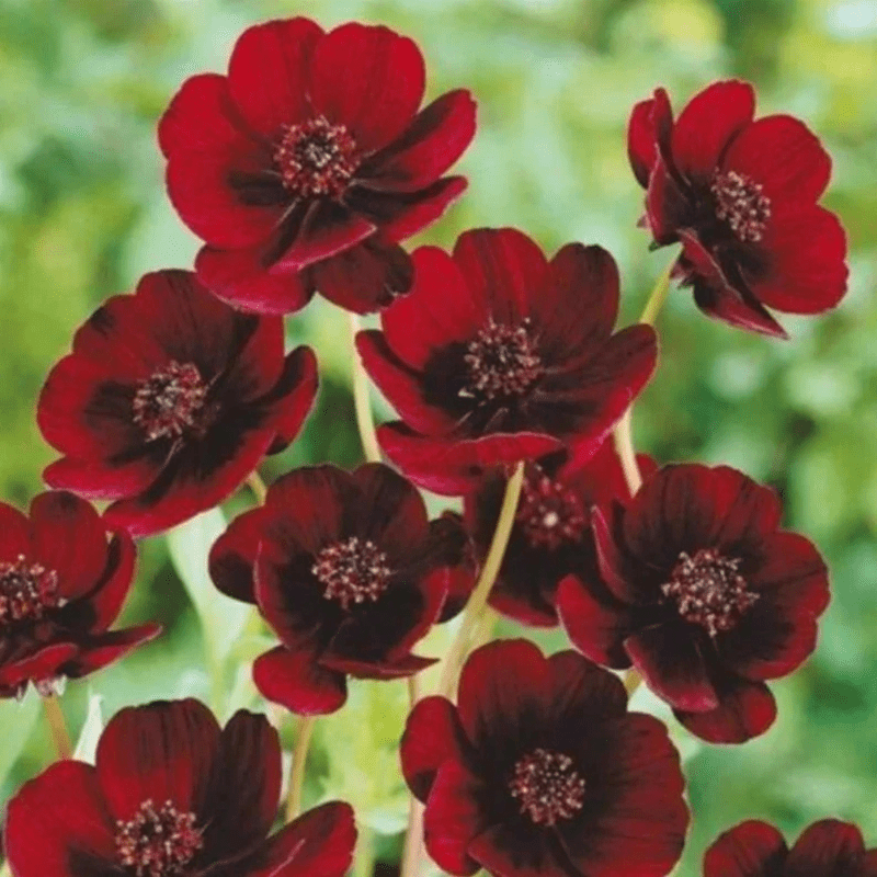 50 Red Futaba Rare Chocolate Cosmos Mix Seeds