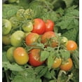 thumbnail image 4 of Bonsai Tiny Tim Tomato Seeds - 50+ Seeds - Grow Indoor Exotic Edible Bonsai Vegetables - Made in USA. Ships from Iowa, 4 of 4