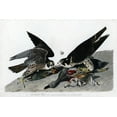 thumbnail image 1 of Great Footed Hawk Audubon - CANVAS OR PRINT WALL ART, 1 of 1