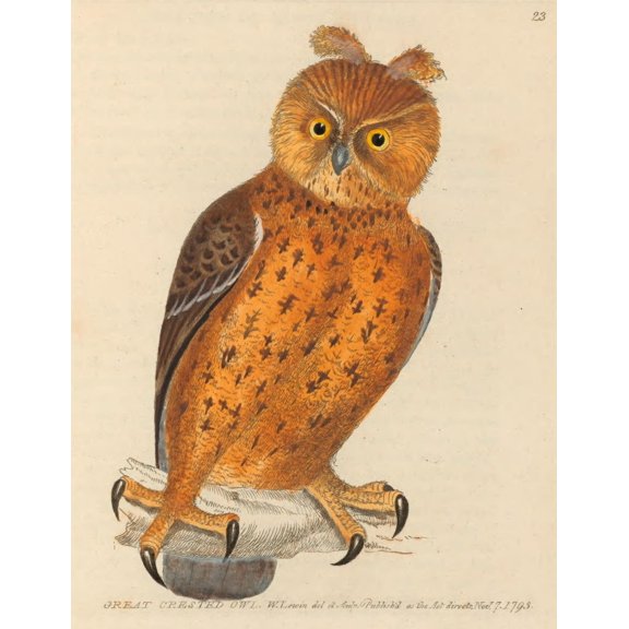 The Birds of Great Britain 1795 Great Crested Owl Canvas Art - W Lewin (24 x 36)