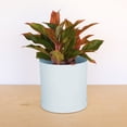 thumbnail image 6 of Bloem Mathers 10" Plastic Planter - Modern Indoor Pot with Drainage Hole and Saucer Tray, Misty Blue, 6 of 6