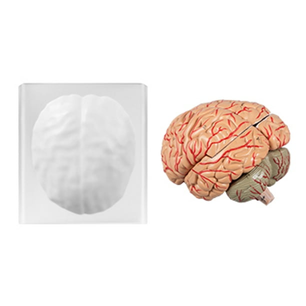 Premium Photo  Yellow human brain against yellow background anatomical  model on floor