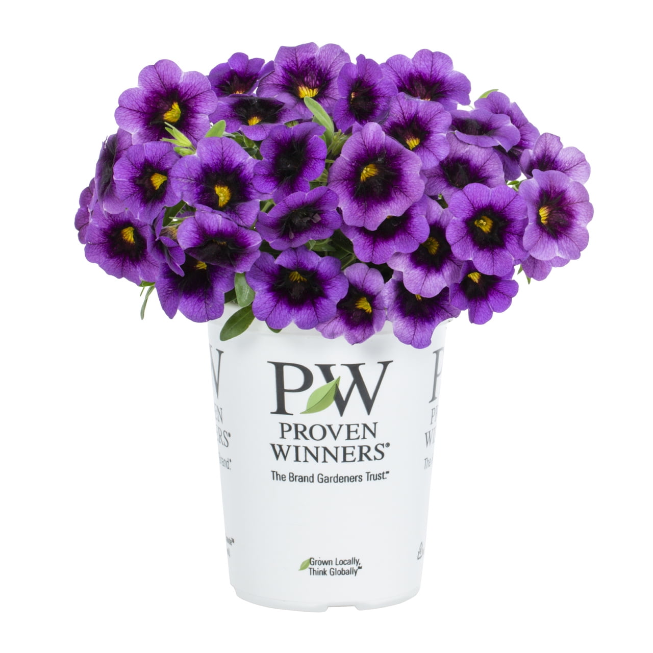 Proven Winners 1.5PT Purple Calibrachoa Live Annual Plant Sun 5-Pack