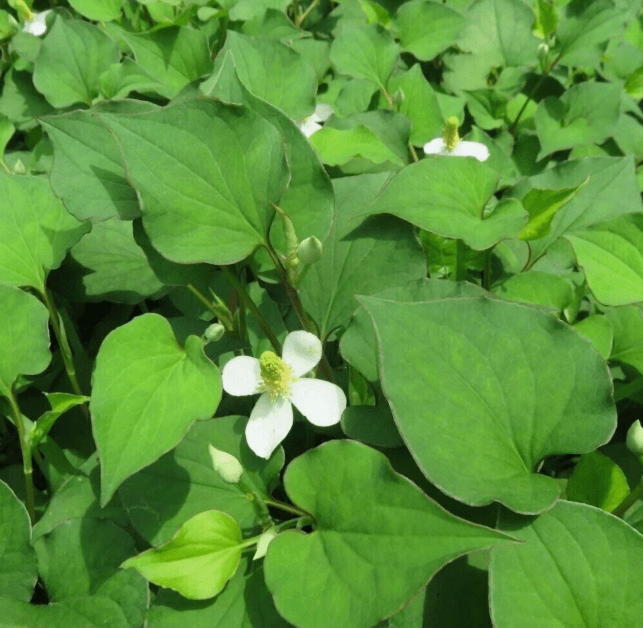 300 Seeds + Fish Mint Seeds for Planting, Houttuynia Cordata Seeds for Outdoor Garden, Easy to Grow