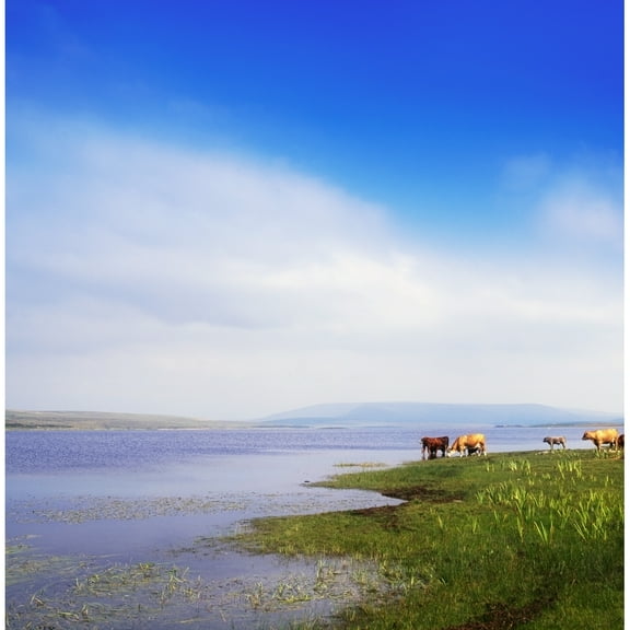 Posterazzi DPI1807782 Carrowmore Lake Co Mayo Ireland - Cattle At The Edge of A Lake Poster Print by The Irish Image Collection, 15 x 15