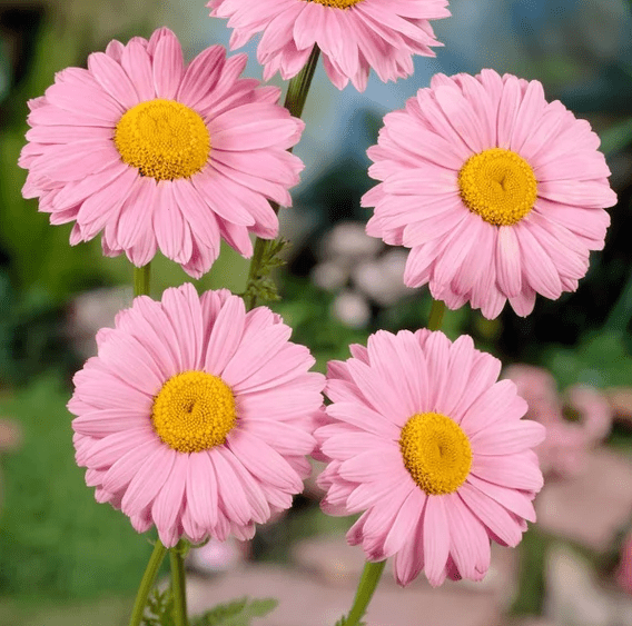 100 Robinson's Rose Seeds Perennial Non Flower Seeds for Gardens