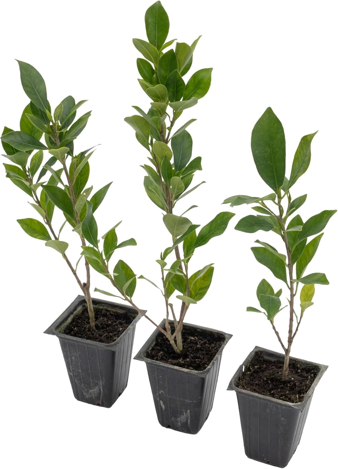 3 Indian Laurel Figs – Live Ficus Nitida Plant – Hardy Evergreen Tree in 2.5” Nursery Cubes – Fast-Growing & Highly Adaptable for Hedges, Screens & Shade