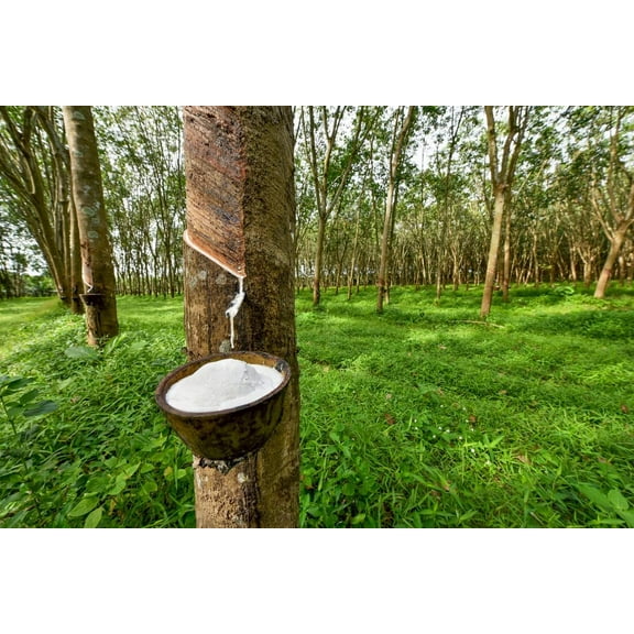Hardy Rubber Tree Seeds for Planting - 20 Seeds - Eucommia ulmoides