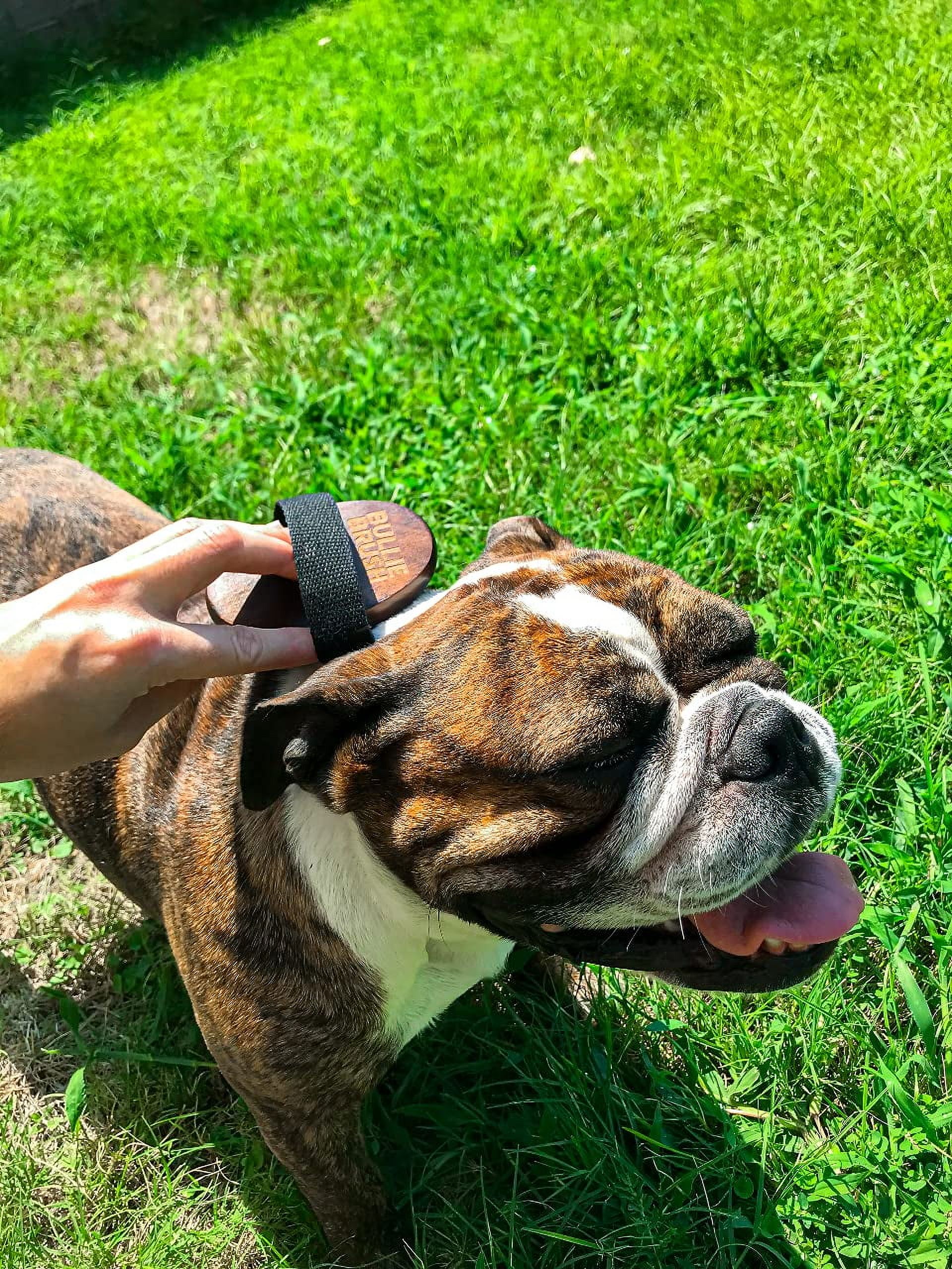 BullieBrush - The Ultimate Grooming Tool for Bulldogs and Pitbulls - Bully Brush is the Shed Brush for Dogs with Short Hair.