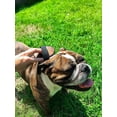 thumbnail image 3 of BullieBrush - The Ultimate Grooming Tool for Bulldogs and Pitbulls - Bully Brush is the Shed Brush for Dogs with Short Hair., 3 of 5