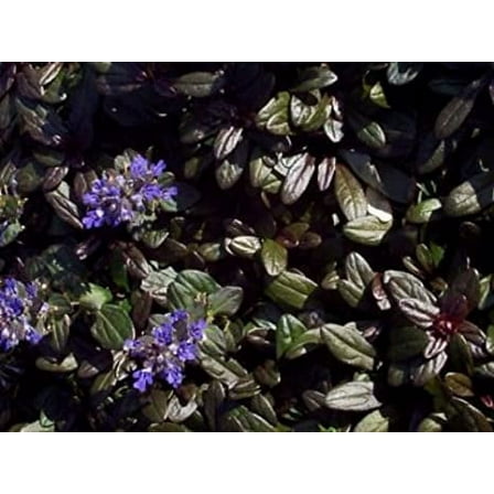 3 Chocolate Chip Ajuga - 3.5-inch Pot
