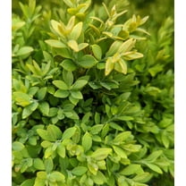 Green Gem Littleleaf Boxwood-Compact Evergreen Shrub  1 Gallon