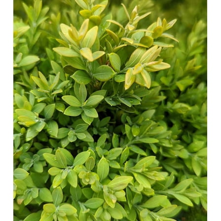 Green Gem Littleleaf Boxwood-Compact Evergreen Shrub  1 Gallon